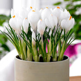Branduse mov, roz sau alb (Crocus) - ghiveci cu 3 bulbi - VERDENA-flori albe, ghiveci de 0.7 l