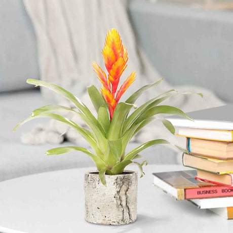 Black Friday - Reduceri Bromelia Florence Portocaliu In Ghiveci Decorativ Promotie