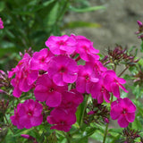 Brumarele Spring Hot Pink - VERDENA-5-10 cm inaltime livrat in ghiveci de 1.5 L