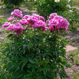 Bujor arbustiv nobil Dr. Alexander Fleming, cu flori roz - VERDENA-livrati in ghiveci de 1.2 l