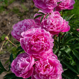 Bujor arbustiv nobil Dr. Alexander Fleming, cu flori roz - VERDENA-livrati in ghiveci de 1.2 l