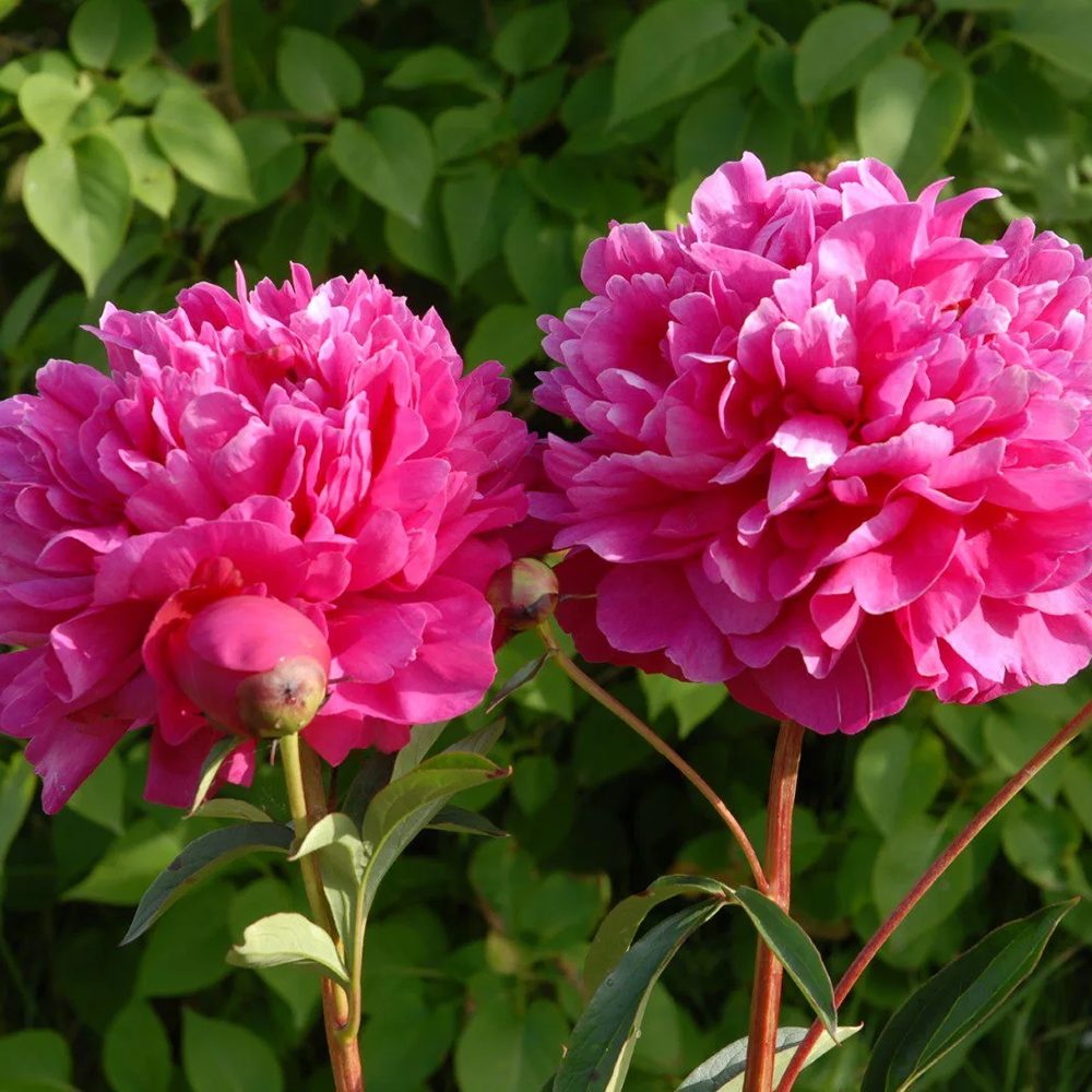 Bujor arbustiv nobil Felix Crousse, cu flori roz-puternic - VERDENA-livrati in ghiveci de 1.5 l