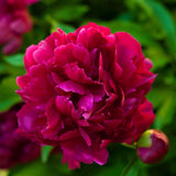 Bujor arbustiv nobil Felix Crousse, cu flori roz-puternic - VERDENA-livrati in ghiveci de 1.5 l