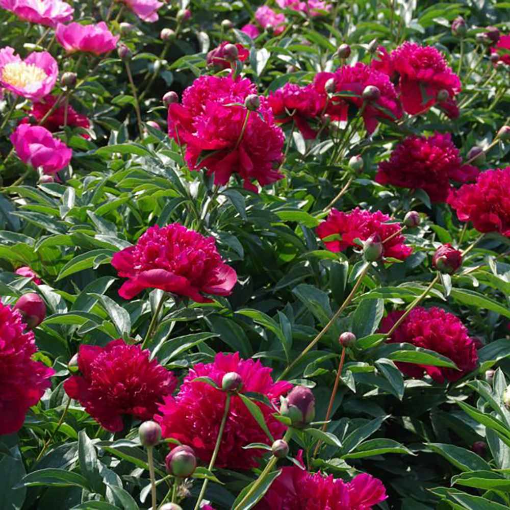 Bujor arbustiv nobil Inspecteur Lavergne, cu flori rosii-burgundiu - VERDENA-livrat in ghiveci de 1 l