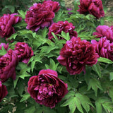 Bujor arbustiv nobil Karl Rosenfield, cu flori rosii-aprinse - VERDENA-livrat in ghiveci de 1.3 l
