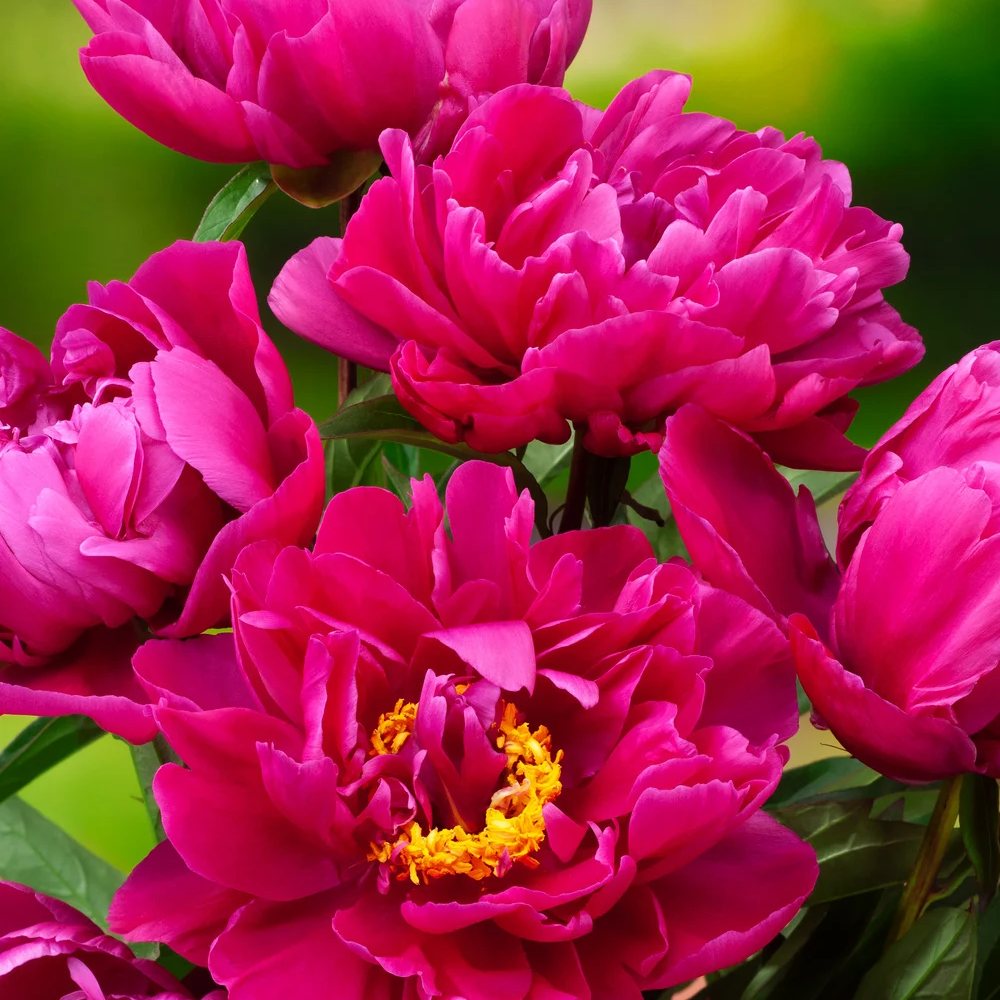 Bujor arbustiv nobil Karl Rosenfield, cu flori rosii-aprinse - VERDENA-livrat in ghiveci de 1.3 l