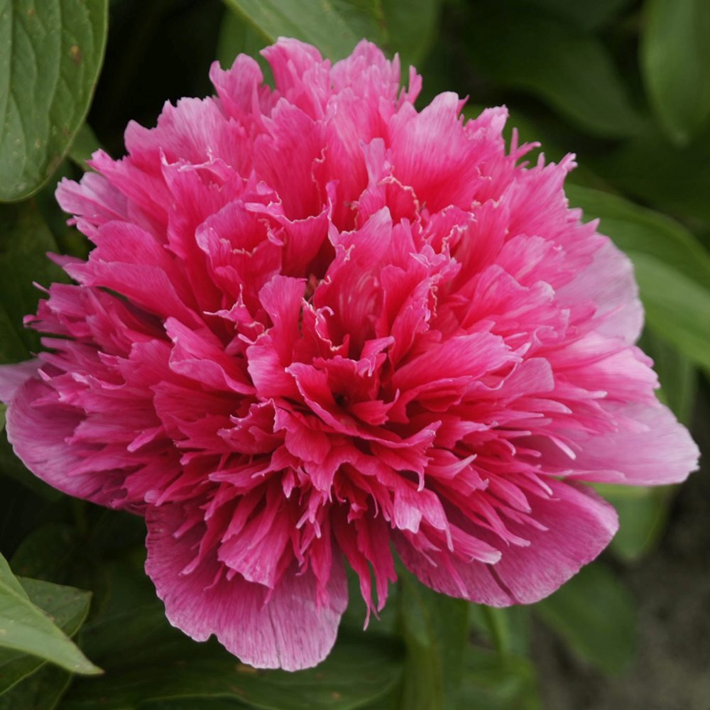Bujor arbustiv nobil Rosea Plena, cu flori roz-plin - VERDENA-livrat in ghiveci de 1.3 l