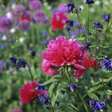 Bujor arbustiv nobil Rosea Plena, cu flori roz-plin - VERDENA-livrat in ghiveci de 1.3 l