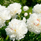 Bujor arbustiv nobil Shirley Temple, cu flori albe roz-pal si parfum intens - VERDENA-livrati in ghiveci de 1.2 l
