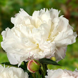 Bujor arbustiv nobil Shirley Temple, cu flori albe roz-pal si parfum intens - VERDENA-livrati in ghiveci de 1.2 l