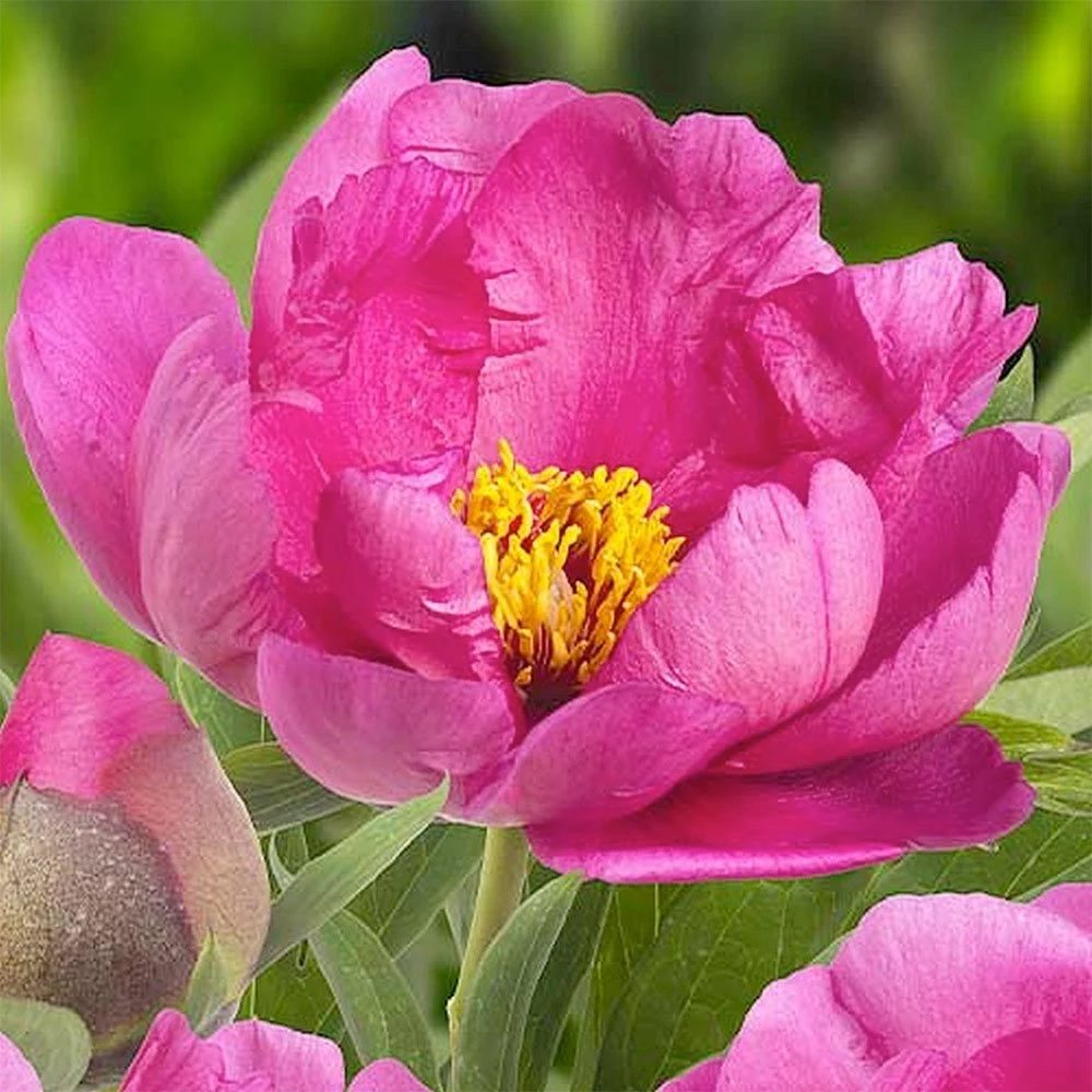 Bujor arbustiv Pink Ardour, cu flori roz aprins - VERDENA-50 cm inaltime, livrat in ghiveci de 5 l