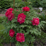 Bujor Copac Rosu Inchis - VERDENA-15-25 cm inaltime, livrat in ghiveci de 1.1 l