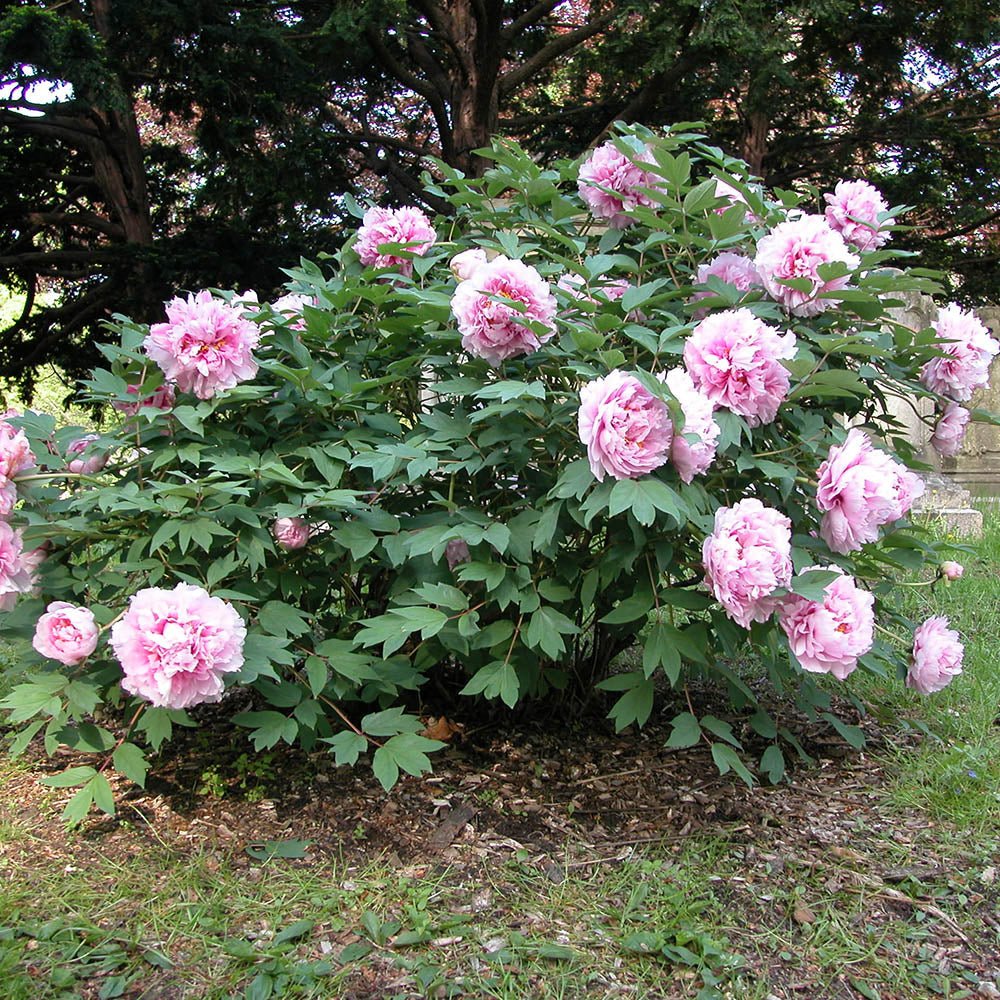 Bujor Copac Roz - VERDENA-15-25 cm inaltime, livrat in ghiveci de 1.1 l