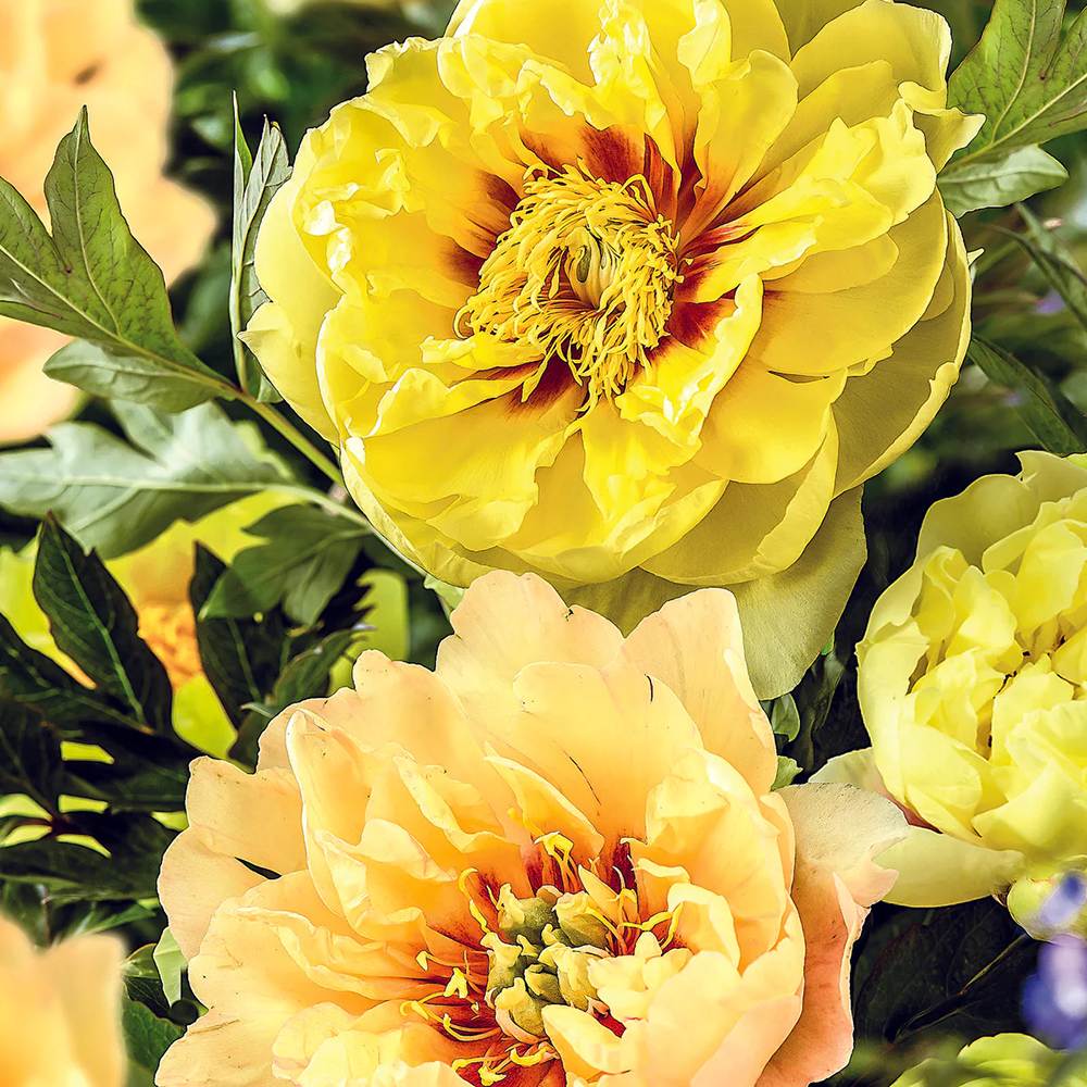 Bujor Hibrid Itoh Bartzella, cu flori galbene - VERDENA-livrat in ghiveci de 5 l