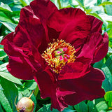 Bujor Hibrid Itoh Scarlet Heaven, cu flori rosu-inchis - VERDENA-50 cm inaltime, livrat in ghiveci de 5 l