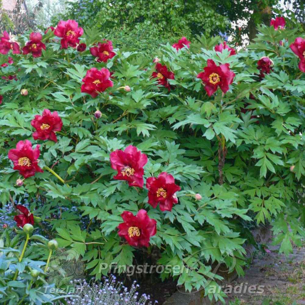 Bujor Hibrid Itoh Scarlet Heaven, cu flori rosu-inchis - VERDENA-50 cm inaltime, livrat in ghiveci de 5 l