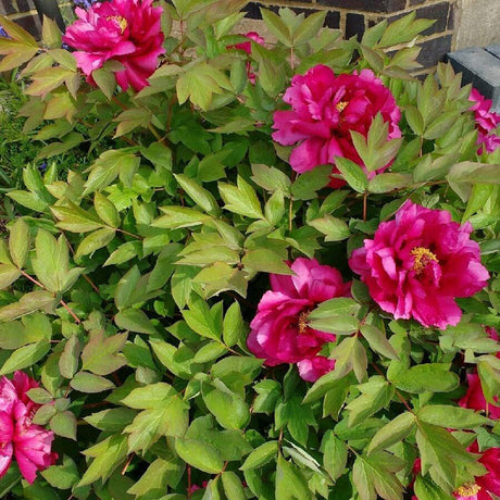 Bujor Copac Luo Yang Hong, cu flori rosu intens