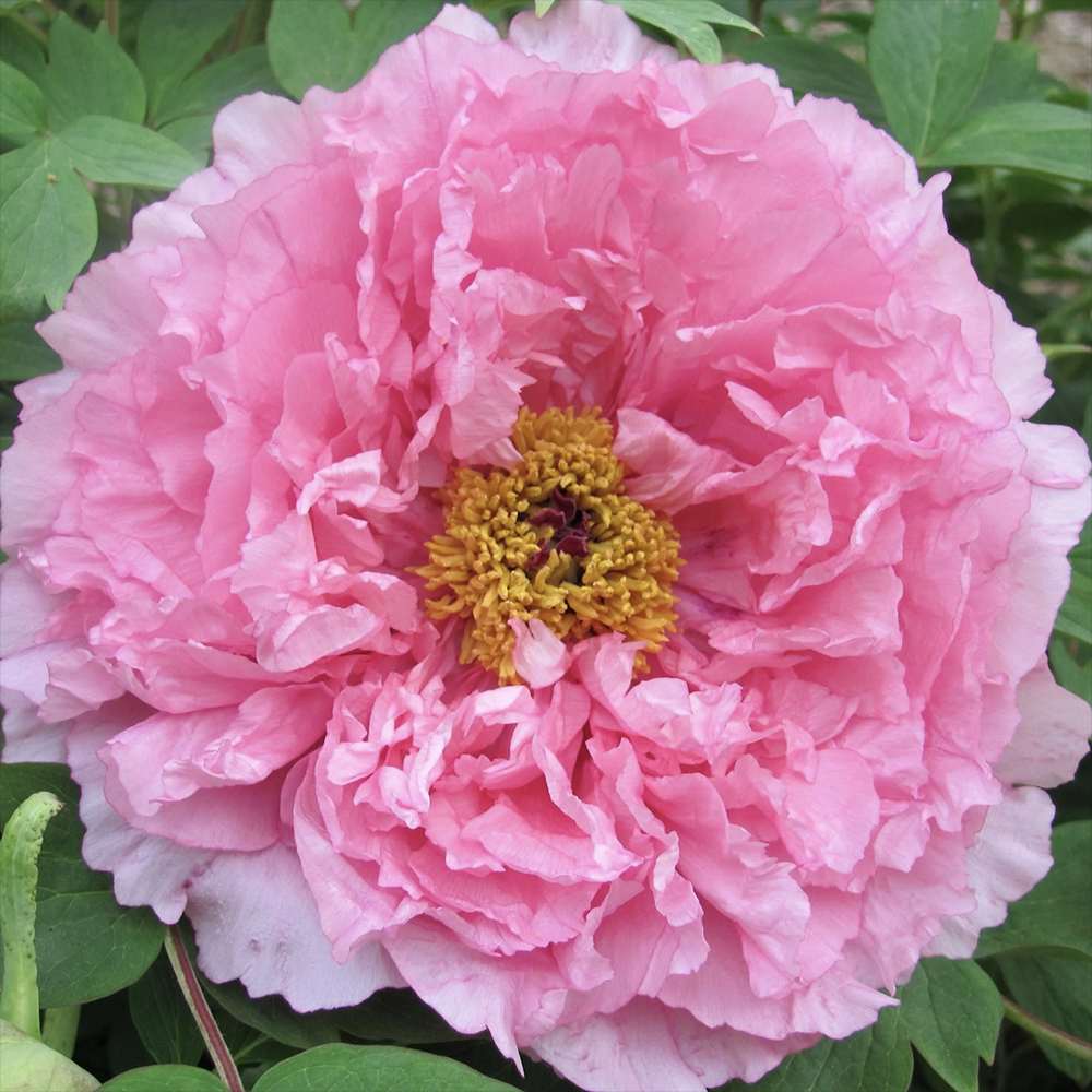 Bujor roz Rou Fu Rong - Tip Copac - VERDENA-15-25 cm inaltime, livrat in ghiveci de 1.1 l