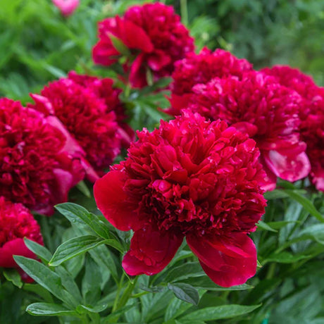 Bujos arbustiv nobil Red Magic, cu flori rosii - VERDENA-livrat in ghiveci de 5 l
