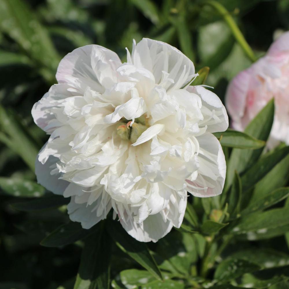 Bulbi Bujor (Paeonia) Alba Plena (1 buc.) - VERDENA-2-3 cm la livrare