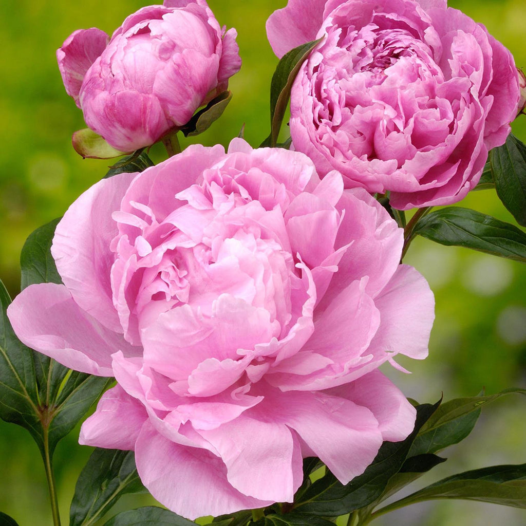 Bulbi Bujor (Paeonia) Alexander Fleming (1 buc.) - VERDENA-3-5 cm la livrare