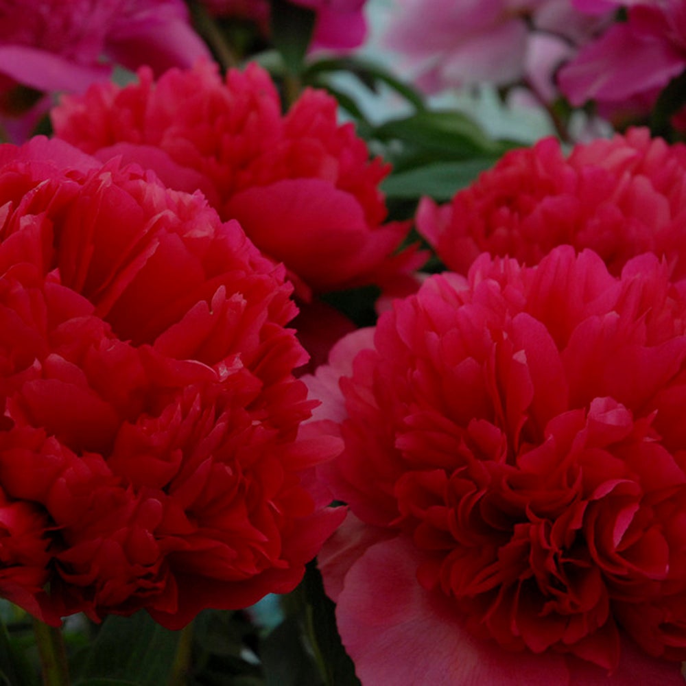 Bulbi Bujor (Paeonia) Command Performance (1 buc.) - VERDENA-3-5 cm la livrare