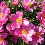 Bulbi Bujor (Paeonia) Dancing Butterfly (1 buc.) - VERDENA-3-5 cm la livrare