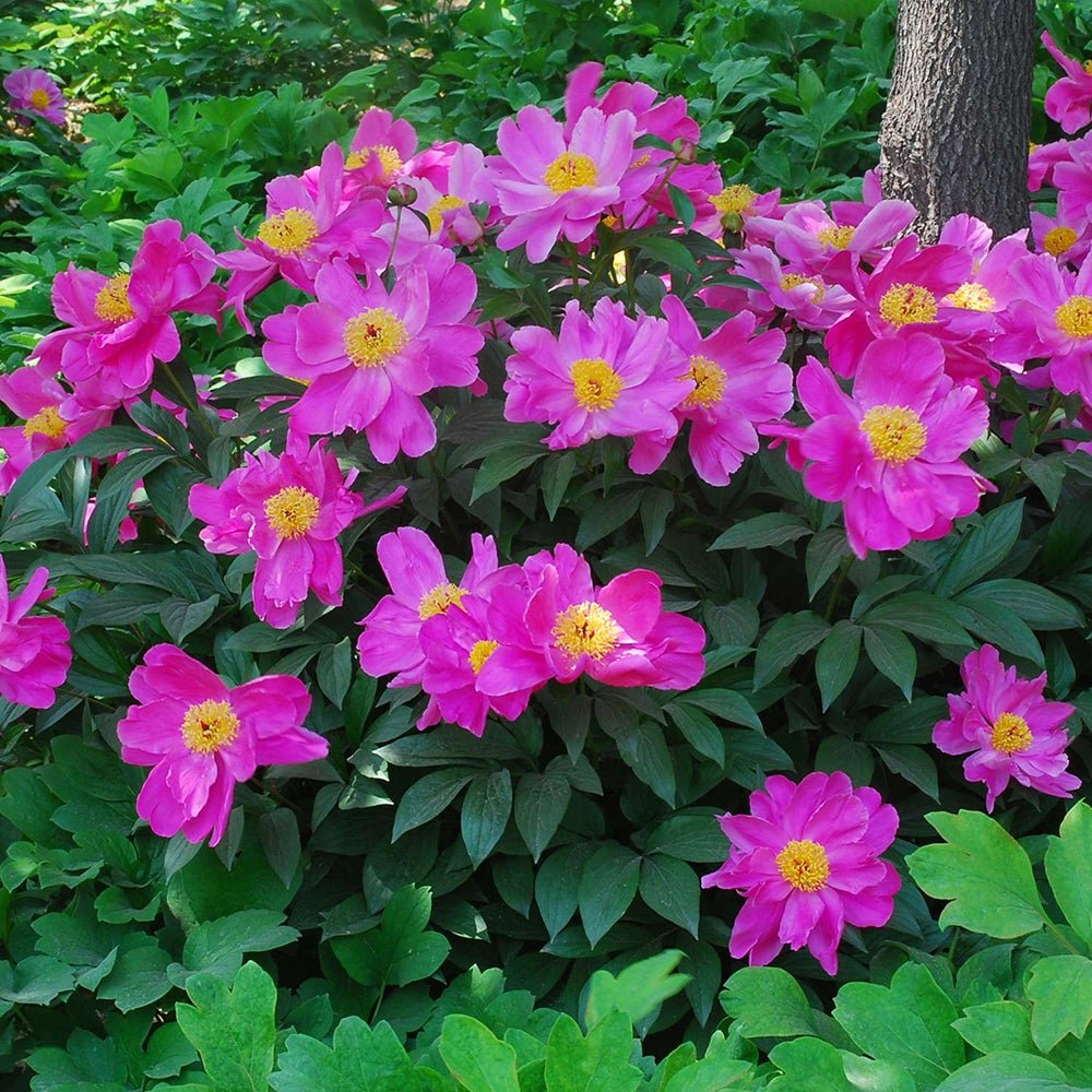 Bulbi Bujor (Paeonia) Dancing Butterfly (1 buc.) - VERDENA-3-5 cm la livrare