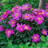 Bulbi Bujor (Paeonia) Dancing Butterfly (1 buc.) - VERDENA-3-5 cm la livrare
