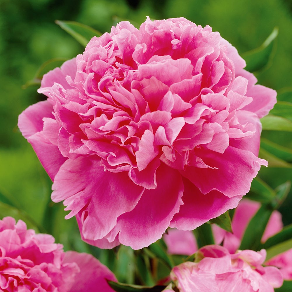 Bulbi Bujor (Paeonia) Jacorma (1 buc.) - VERDENA-3-5 cm la livrare
