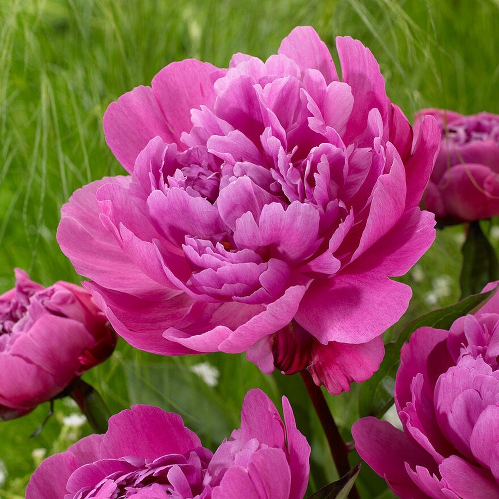 Bulbi Bujor (Paeonia) Jadwiga (1 buc.) - VERDENA-3-5 cm la livrare