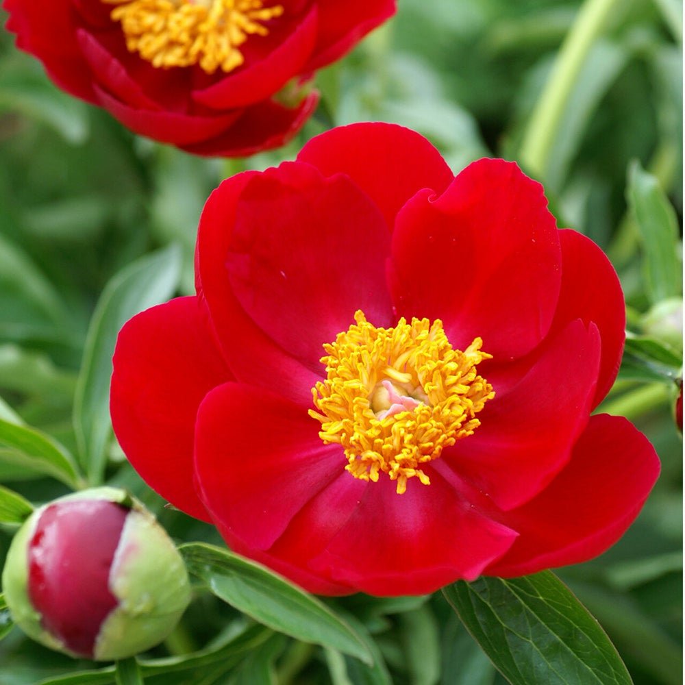 Bulbi Bujor (Paeonia) Scarlett O'Hara (1 buc.) - VERDENA-3-5 cm la livrare