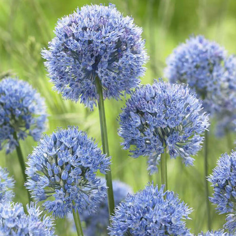 Bulbi Ceapa Ornamentala (Allium) Caeruleum (Azureum) (5 Bucati/Pachet) - VERDENA-4-5 cm la livrare