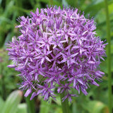 Bulbi Ceapa Ornamentala (Allium) Gladiator (5 Bucati/Pachet) - VERDENA-livrat in punga de 5buc