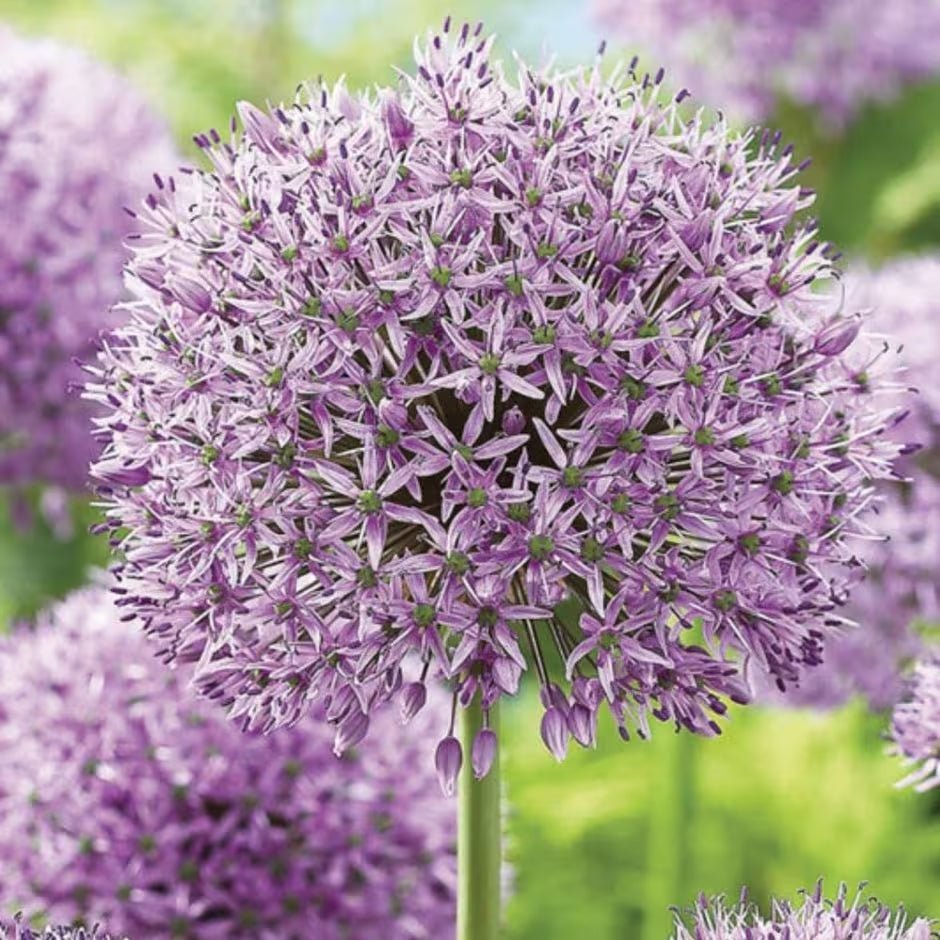 Bulbi Ceapa Ornamentala (Allium) Purple Rain (5 Bucati/Pachet) - VERDENA-livrat in punga de 5buc