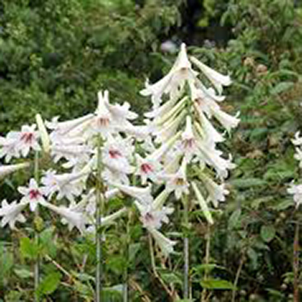 Bulbi de Crini Gigant de Himalaya cu flori mari, alb-purpuriu (Crinum Giganteum)- 1 bulb - VERDENA-livrat in punga de 1 bulb