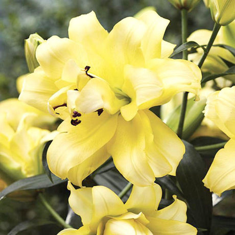 Bulbi de Crini imperiali Exotic Sun cu flori mari duble, galben intens, 1 bulb - VERDENA-livrat in punga de 1 bulb