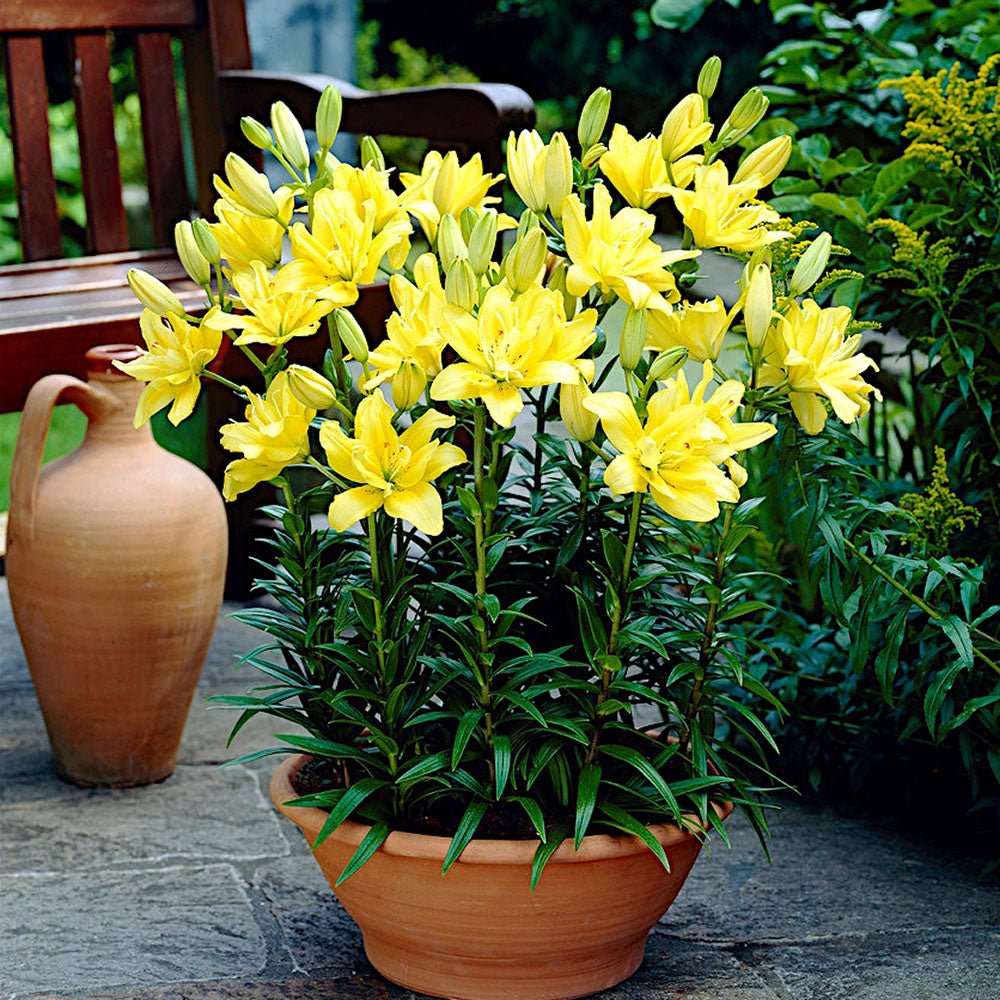 Bulbi de Crini imperiali Fata Morgana cu flori mari duble, galben intens, 1 bulb - VERDENA-livrat in punga de 1 bulb