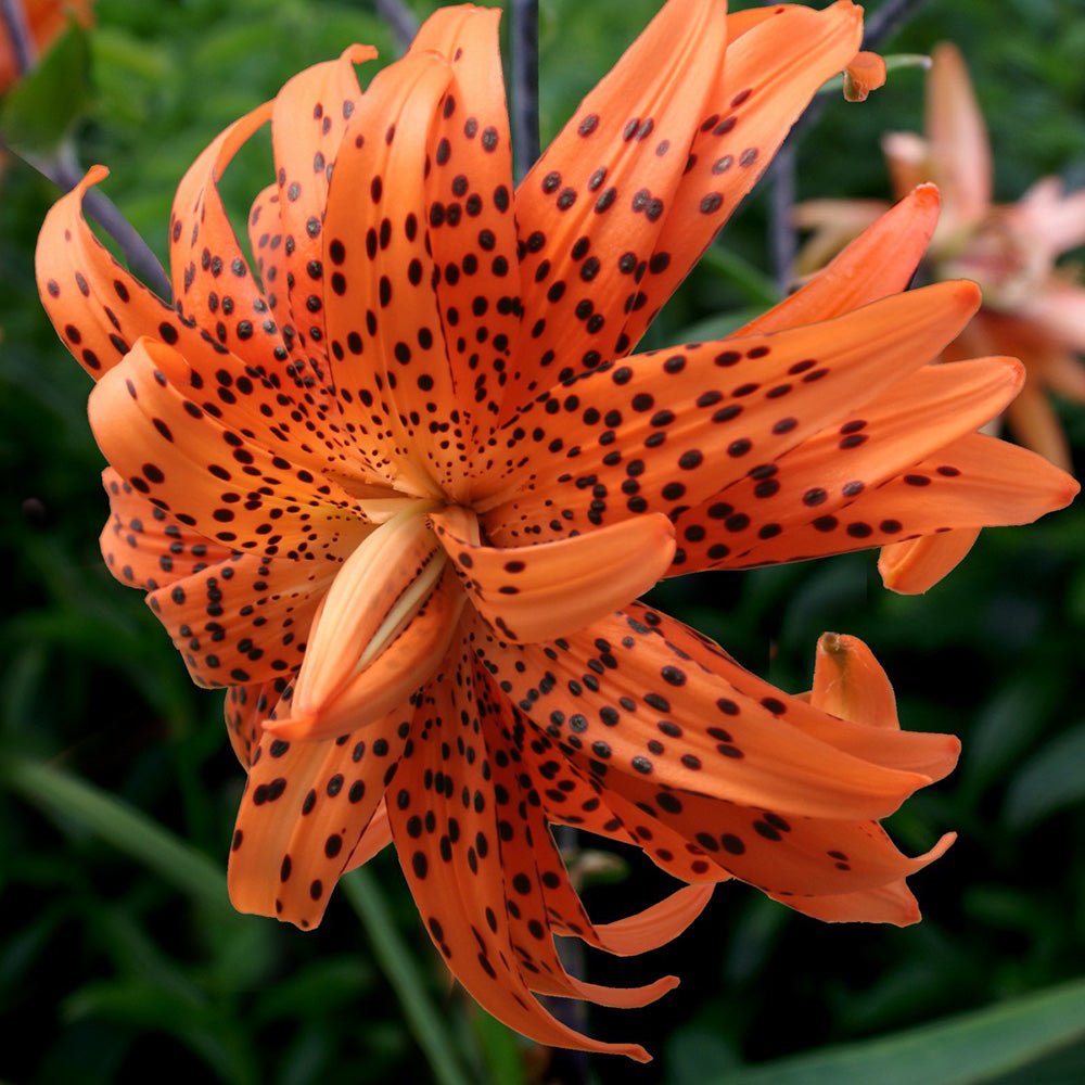 Bulbi de Crini imperiali Flore Pleno tip Tigru cu flori mari duble, portocaliu si patat cu negru, 1 bulb - VERDENA-livrat in punga de 1 bulb