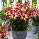 Bulbi de Crini imperiali Heartstrings cu flori mari, baza galbena si varfuri rozaliu-rosiatic, 1 bulb - VERDENA-livrat in punga de 1 bulb