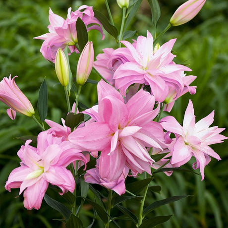 Bulbi de Crini imperiali Lotus Wonder cu flori mari duble, roz-bonbon cu nuante albe, 1 bulb - VERDENA-livrat in punga de 1 bulb