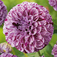 Bulbi de Dalii decorative Ball Marble Ball cu flori mari, alb-mov pestrite, 1 bulb - VERDENA-livrat in punga de 1 bulb
