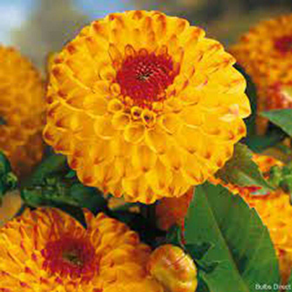 Bulbi de Dalii decorative Ball Sunny Boy cu flori mari, galben-portocaliu cu varf ruginie, 1 bulb - VERDENA-livrat in punga de 1 bulb