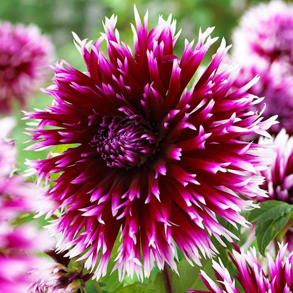 Bulbi de Dalii decorative cactus Alauna Clair Obscur cu flori mari, visiniu-violet cu varfuri albe, 1 bulb - VERDENA-livrat in punga de 1 bulb
