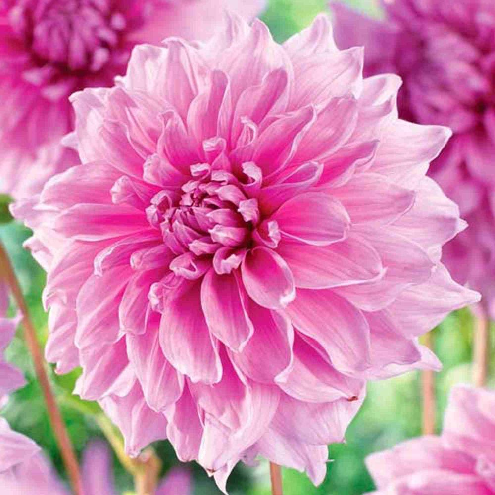 Bulbi de Dalii decorative gigant Lavender Perfection cu flori mari, roz-pastel, 1 bulb - VERDENA-livrat in punga de 1 bulb