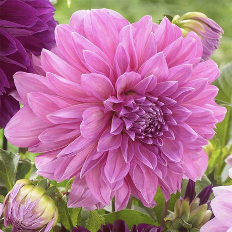 Bulbi de Dalii decorative gigant Lavender Perfection cu flori mari, roz-pastel, 1 bulb - VERDENA-livrat in punga de 1 bulb