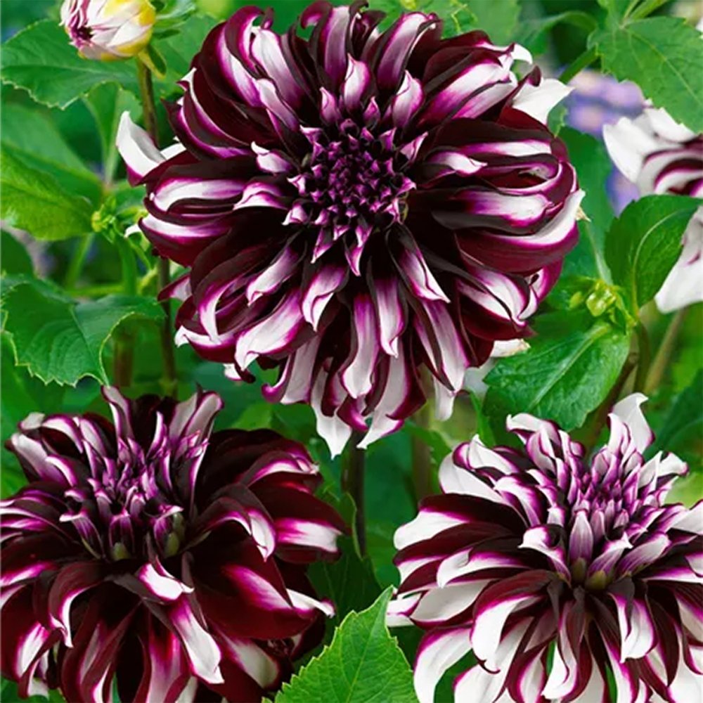 Bulbi de Dalii decorative gigant Tartan cu flori mari, purpuriu-inchis si insertii alb, 1 bulb - VERDENA-livrat in punga de 1 bulb