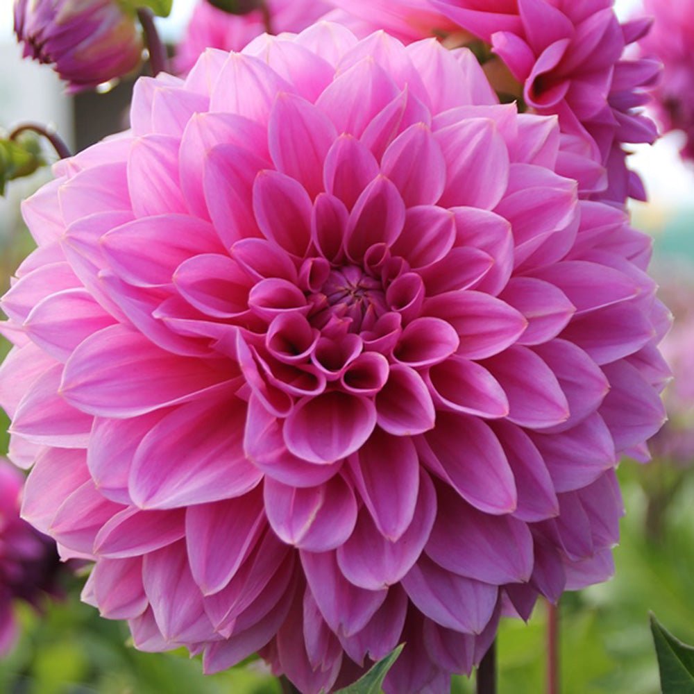 Bulbi de Dalii decorative Lucky Number cu flori mari, roz, 1 bulb - VERDENA-livrat in punga de 1 bulb