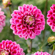 Bulbi de Dalii decorative Mylene cu flori mari, roz-inchis cu nuante albe, 1 bulb - VERDENA-livrat in punga de 1 bulb