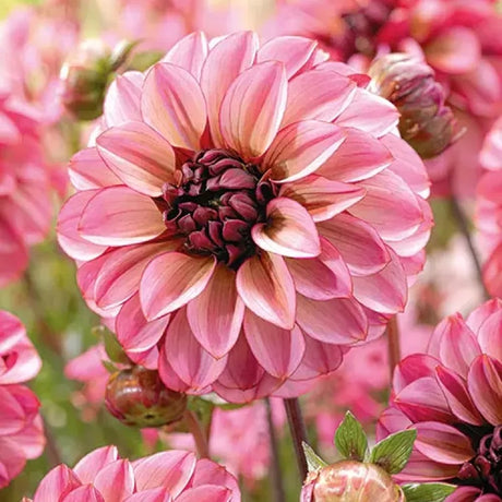 Bulbi de Dalii decorative Seniors Hope cu flori mari, nuante roz-deschis si fine tente galben-crem la baza si visiniu-inchis, 1bulb - VERDENA-livrat in punga de 1 bulb